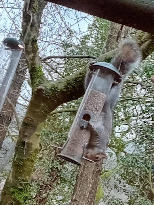 squirrel upside down on a bird feeder