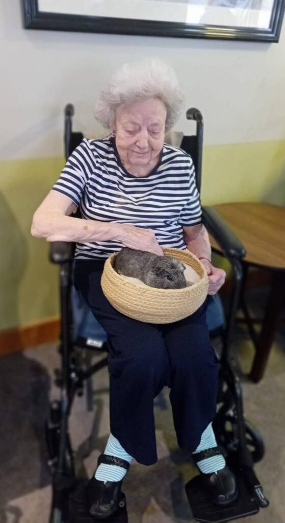older lady touching a guinea pig in a basket