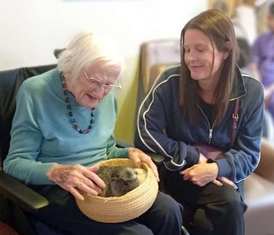 older lady touching a guinea pig in a basket