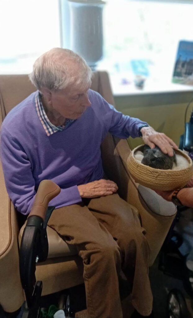 older man touching a guinea pig in a basket