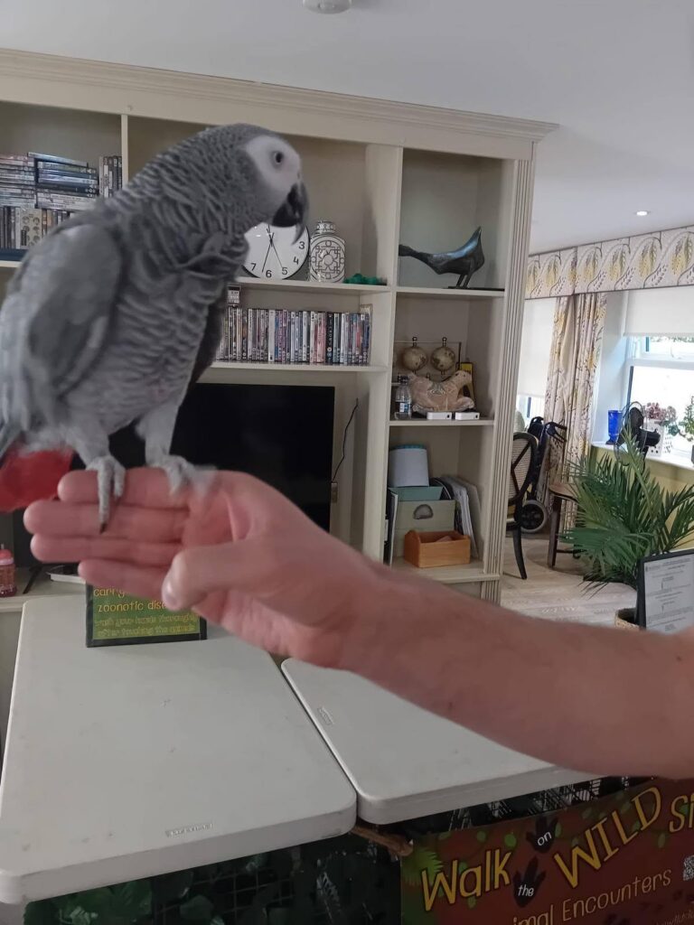 a grey parrot on someones hand